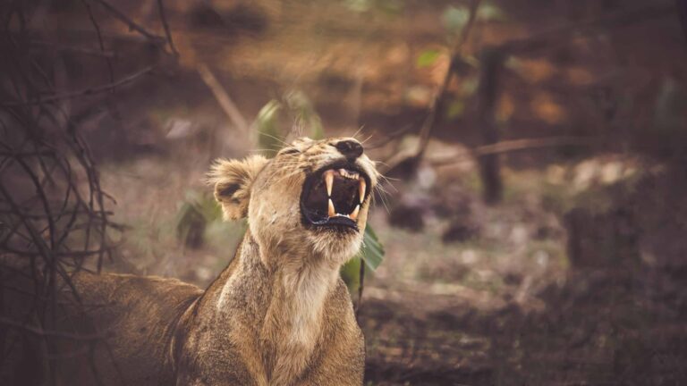 Hero Wild Asiatic lions vivek doshi lwluGW5nZhU unsplash scaled