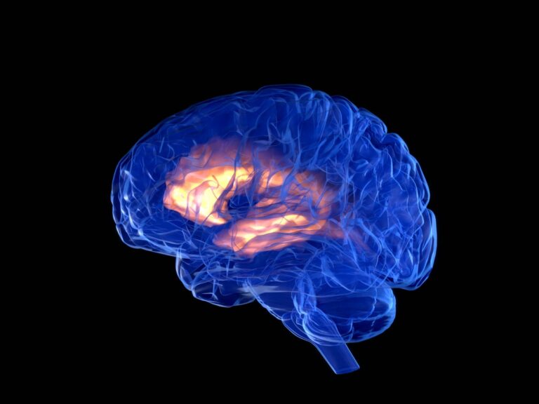 Human brain illustration