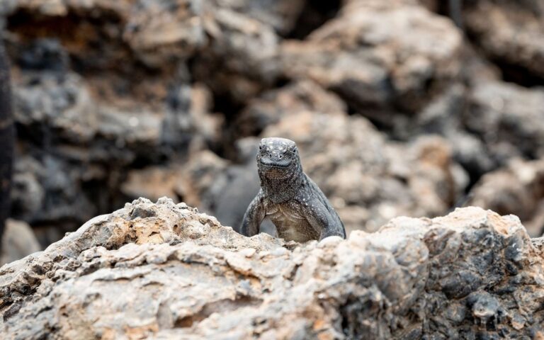 Intrepid Life choices Galapagos wildlife