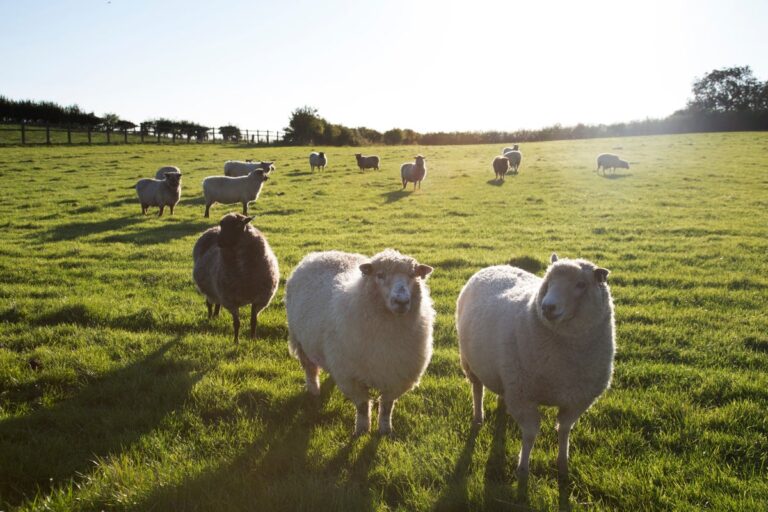 Sheep grazing in the UK