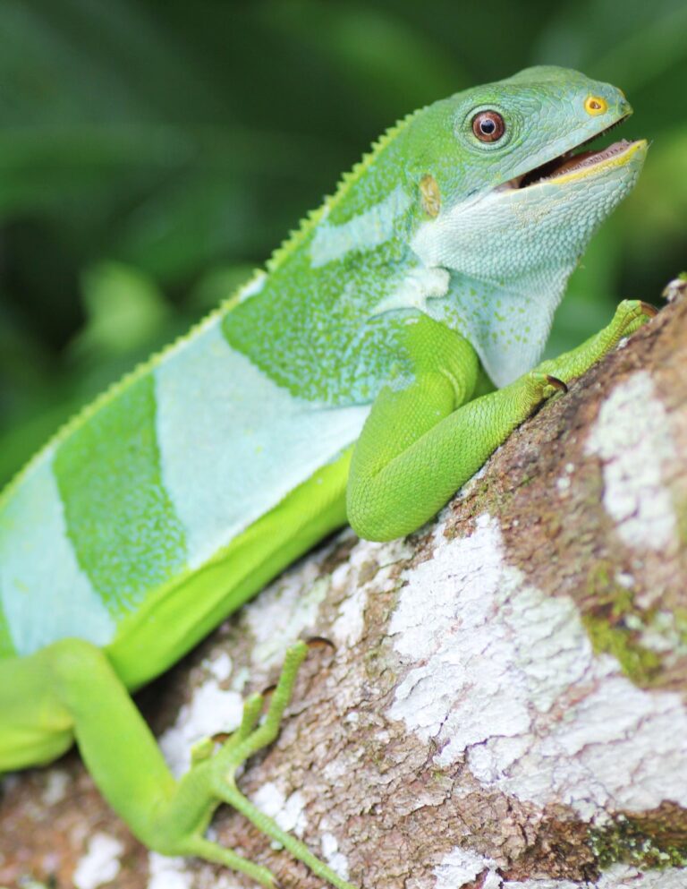 green iguana