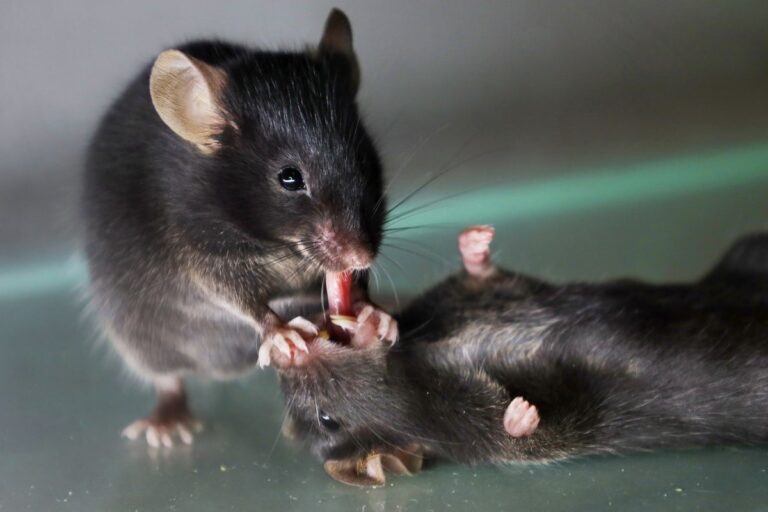 mouse tongue pulling behavior