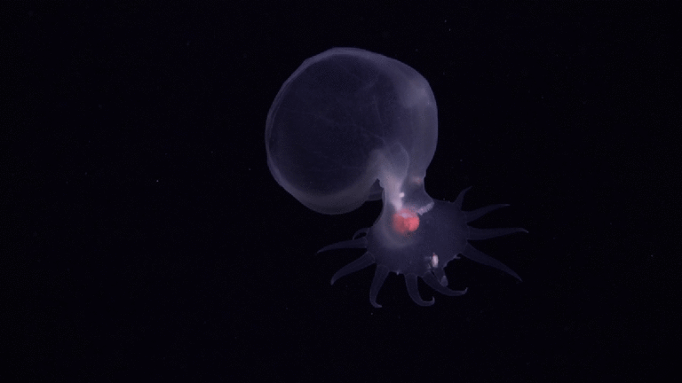 mystery mollusk