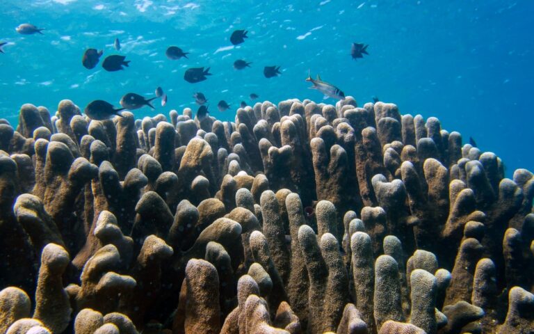 Coral restoration Heidi Bruce Unsplash