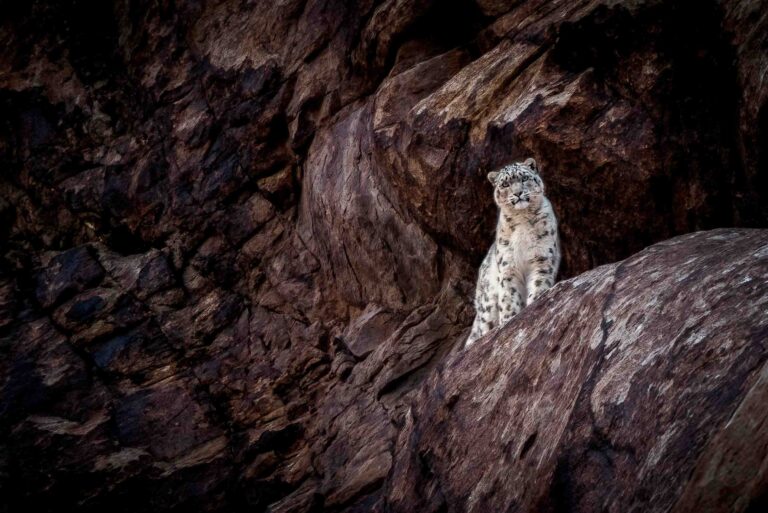 Snow leopard trackers Ladakh Rong 2 Photo Lungmar Snow Leopard Camp