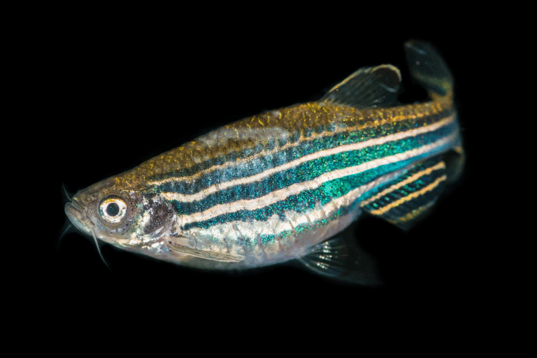 sa0525 danio zebrafish advances