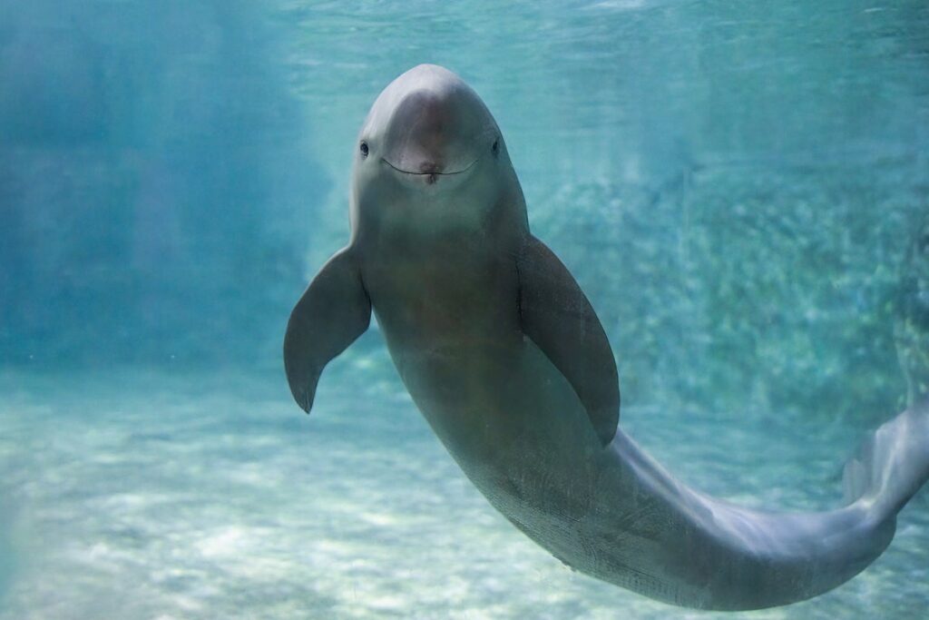 yangtze finless porpoise china history